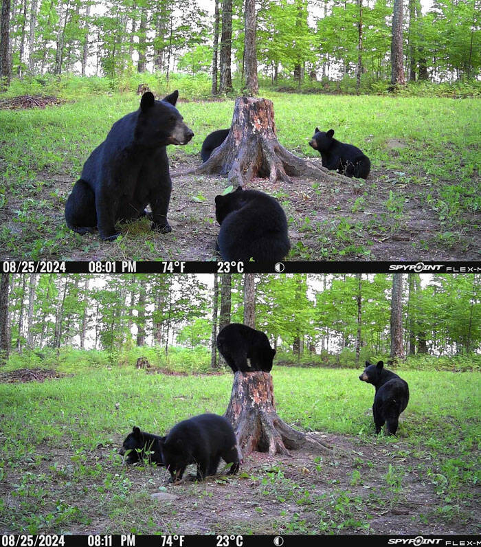Hilarious and Surprising Trail Cam Moments Hilarious and Surprising Trail Cam Moments