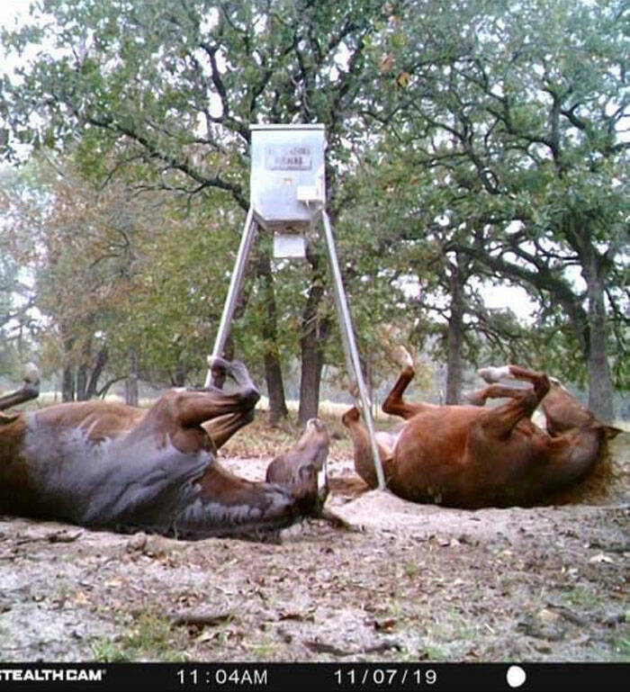 Hilarious and Surprising Trail Cam Moments Hilarious and Surprising Trail Cam Moments