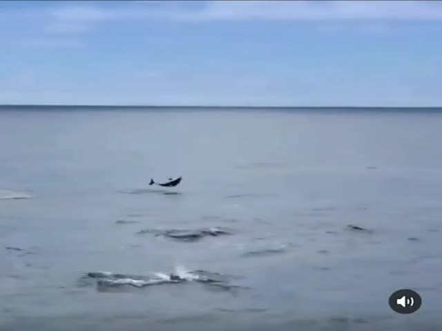 Baby Dolphin Learning to Jump Out of the Water