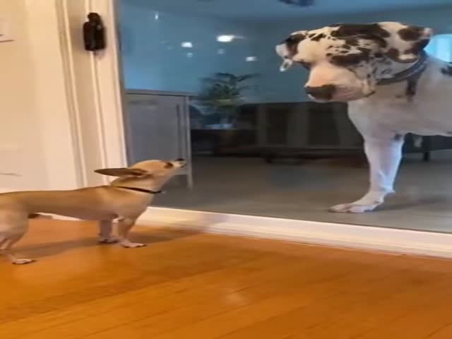 Repeat What You Said!