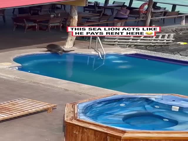 Sea Lion