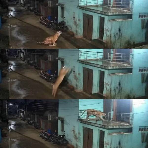 Hilarious Animal Moments Caught at the Perfect Time Hilarious Animal Moments Caught at the Perfect Time