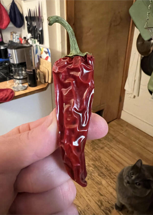 Oddly Satisfying and Mildly Interesting Moments from Everyday Life