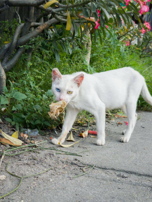 Oddly Satisfying and Mildly Interesting Moments from Everyday Life