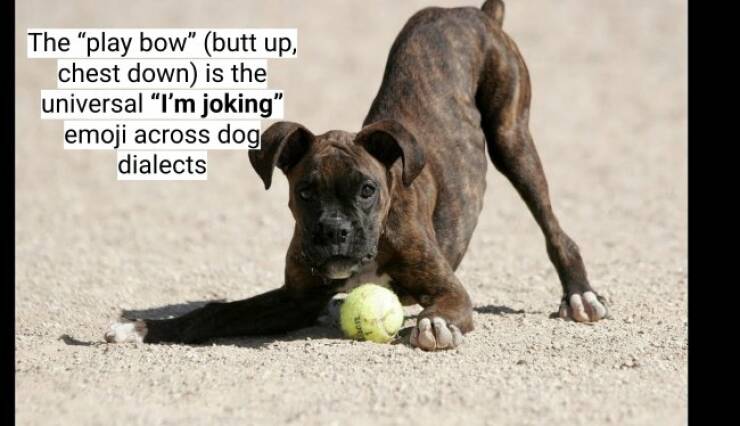 Fun and Surprising Dog Facts