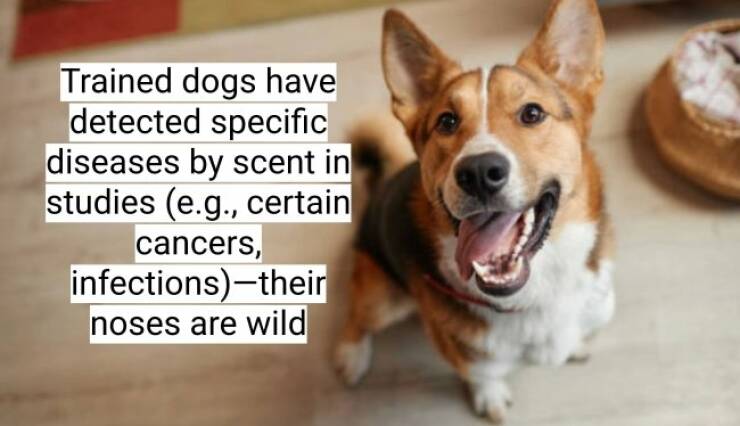 Fun and Surprising Dog Facts