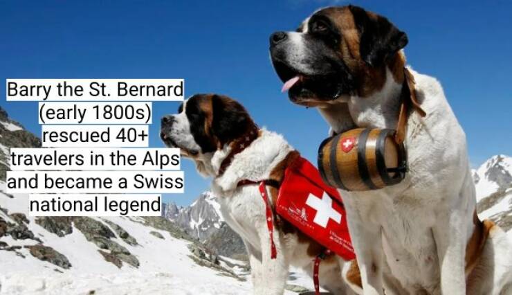 Fun and Surprising Dog Facts