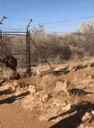 Daily Gifdump Daily Gifdump