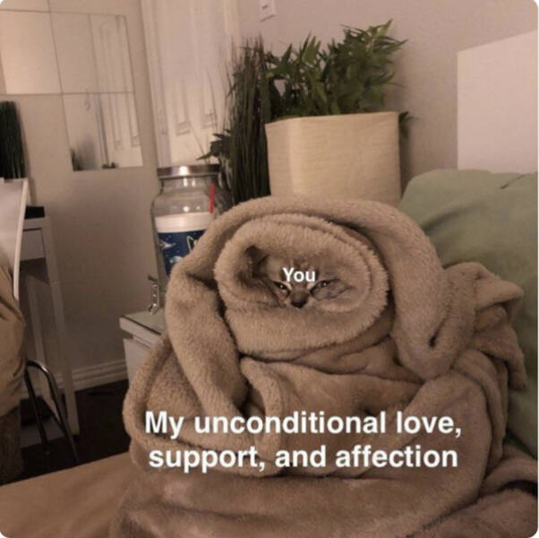 Pure Joy in Meme Form