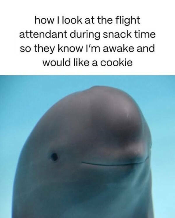 Pure Joy in Meme Form