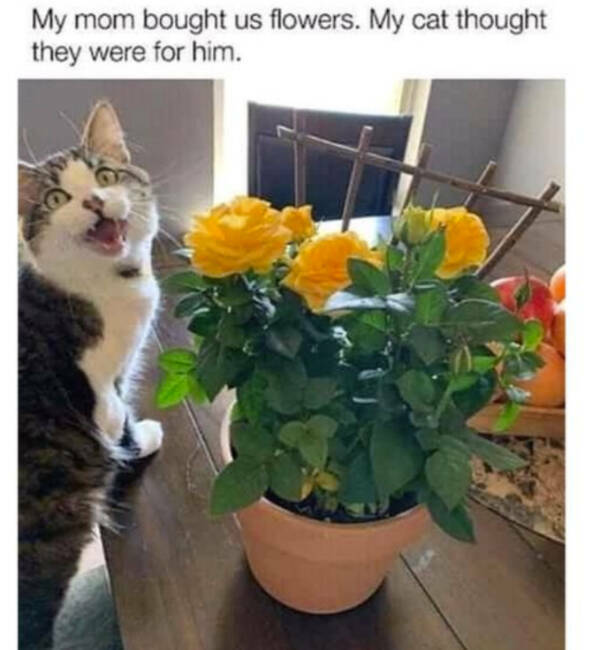 Pure Joy in Meme Form