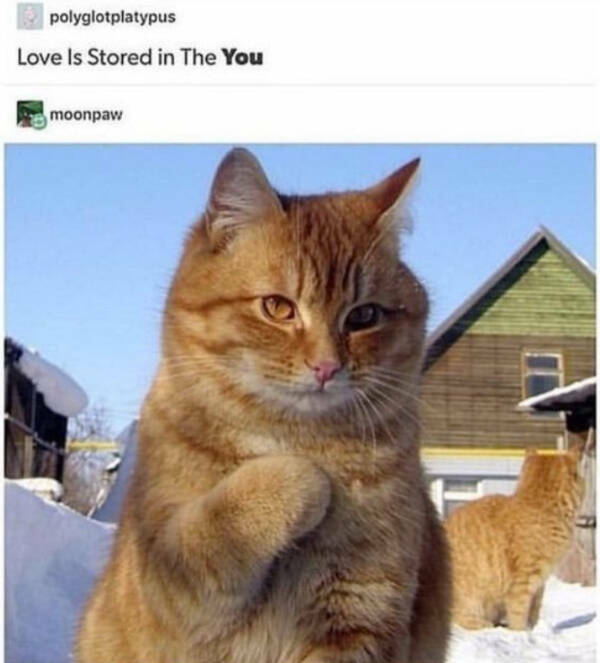 Pure Joy in Meme Form