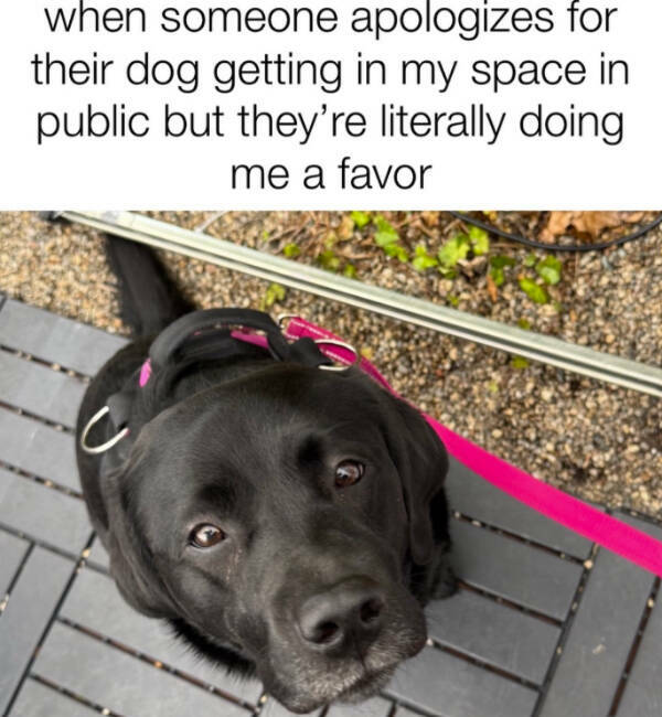 Pure Joy in Meme Form