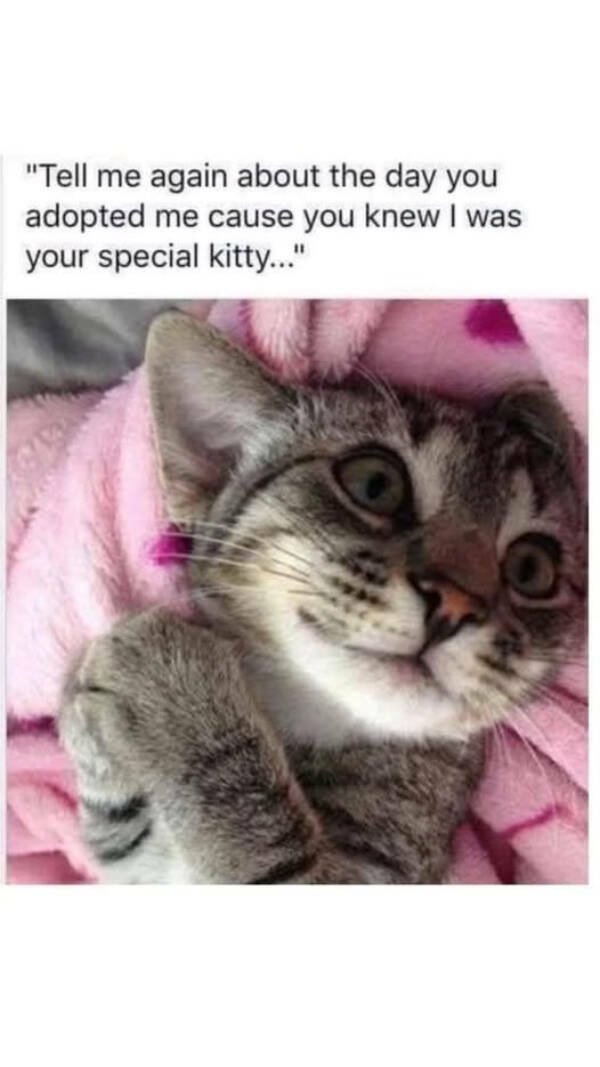 Pure Joy in Meme Form