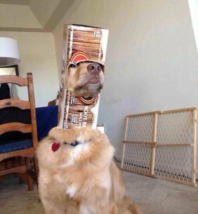 These Animals Regret Every Life Choice That Led to This Moment