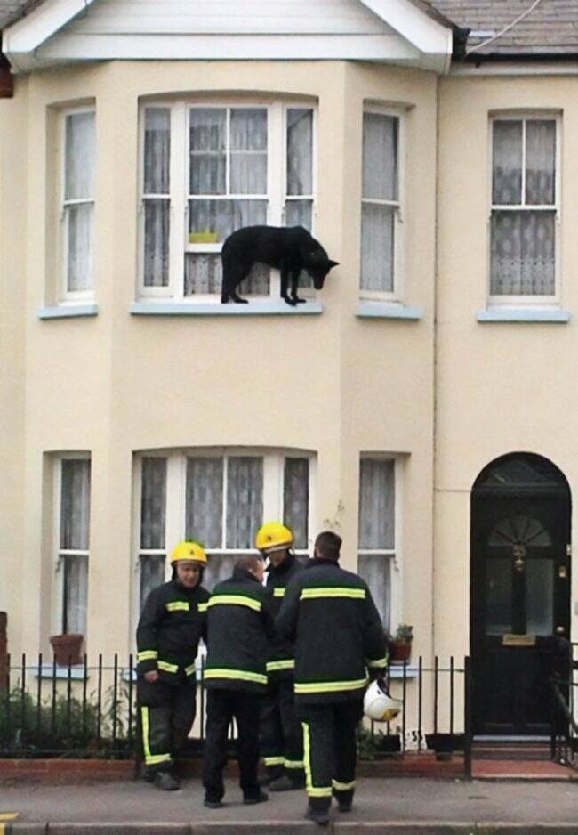 These Animals Regret Every Life Choice That Led to This Moment