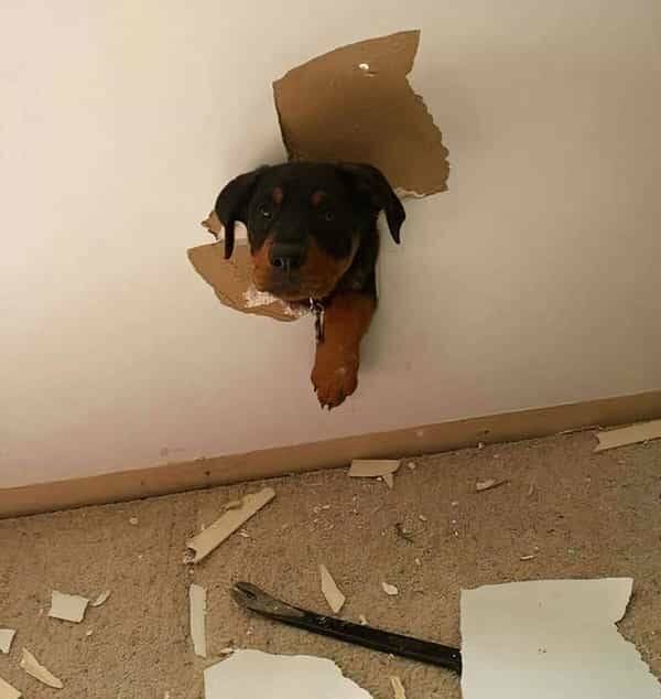 These Animals Regret Every Life Choice That Led to This Moment These Animals Regret Every Life Choice That Led to This Moment