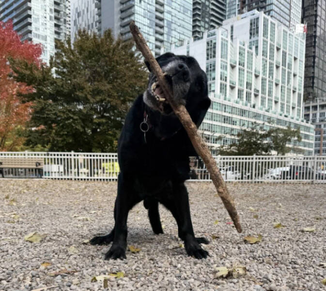 Dogs Are Awesome! Dogs Are Awesome!