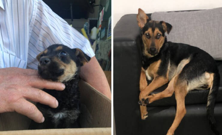 Dogs Are Awesome! Dogs Are Awesome!