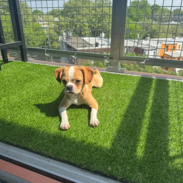 Dogs Are Awesome! Dogs Are Awesome!