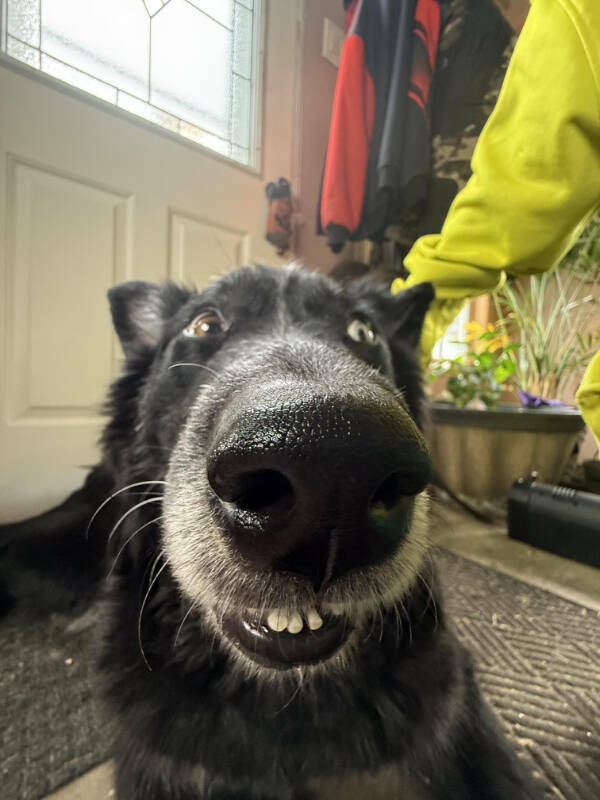 Dogs Are Awesome! Dogs Are Awesome!