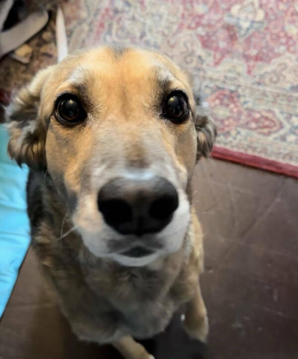 Dogs Are Awesome! Dogs Are Awesome!