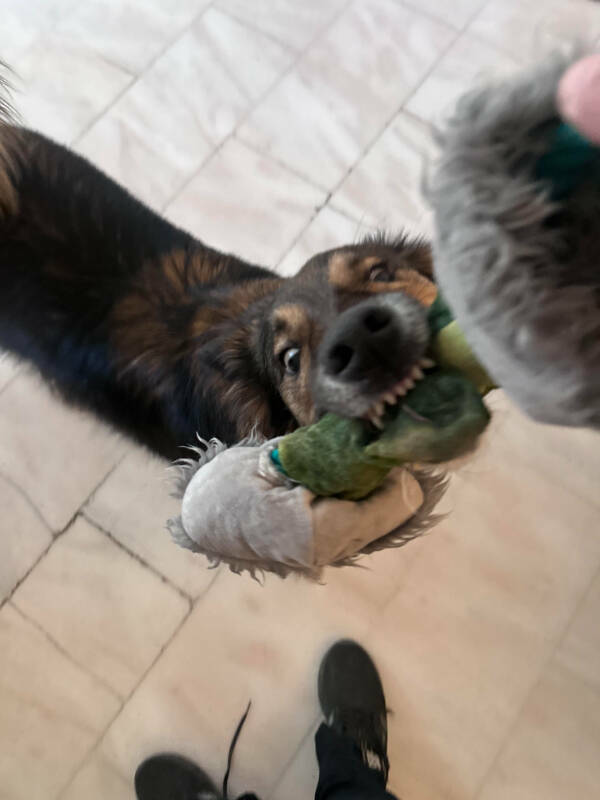 Dogs Are Awesome! Dogs Are Awesome!