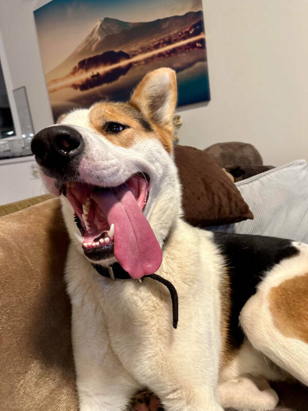 Dogs Are Awesome! Dogs Are Awesome!