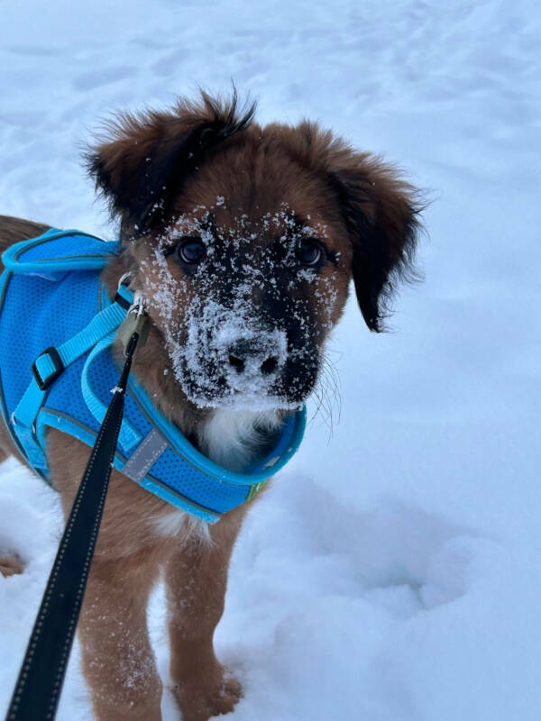 Dogs Are Awesome! Dogs Are Awesome!