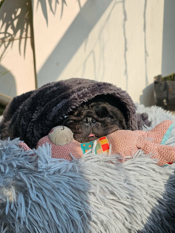 Dogs Are Awesome! Dogs Are Awesome!