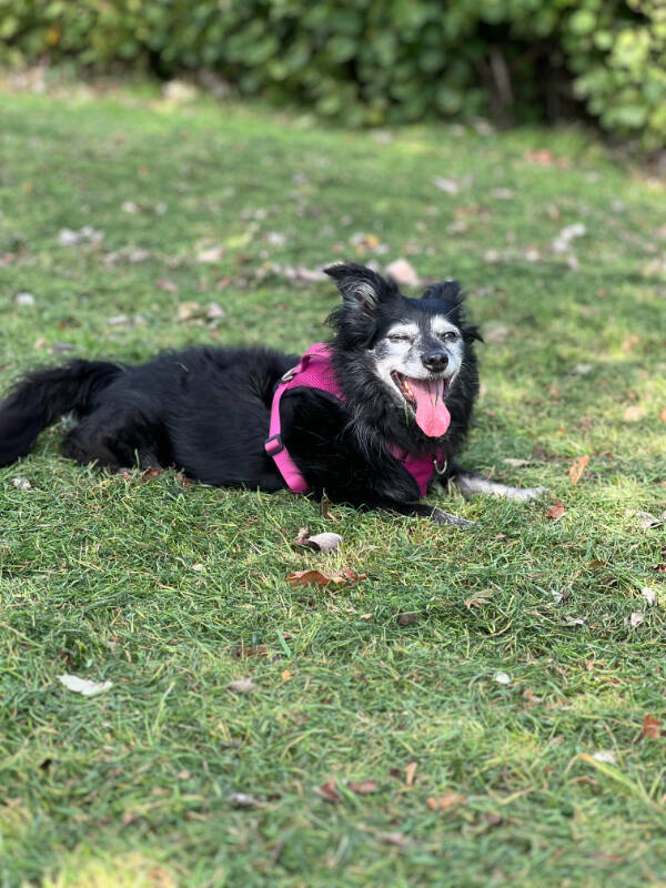 Dogs Are Awesome! Dogs Are Awesome!