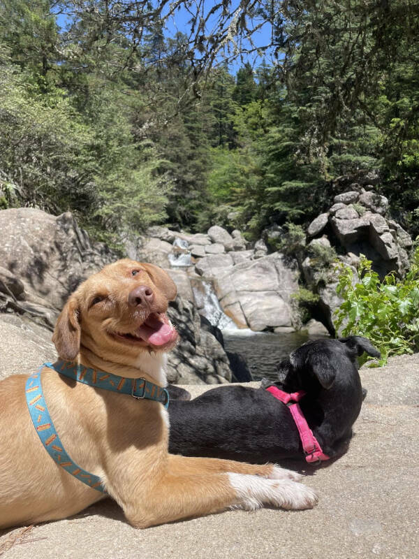 Dogs Are Awesome! Dogs Are Awesome!