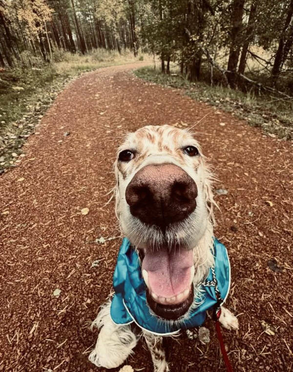 Dogs Are Awesome! Dogs Are Awesome!