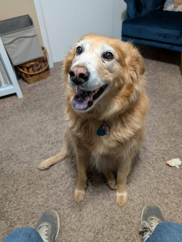 Dogs Are Awesome! Dogs Are Awesome!