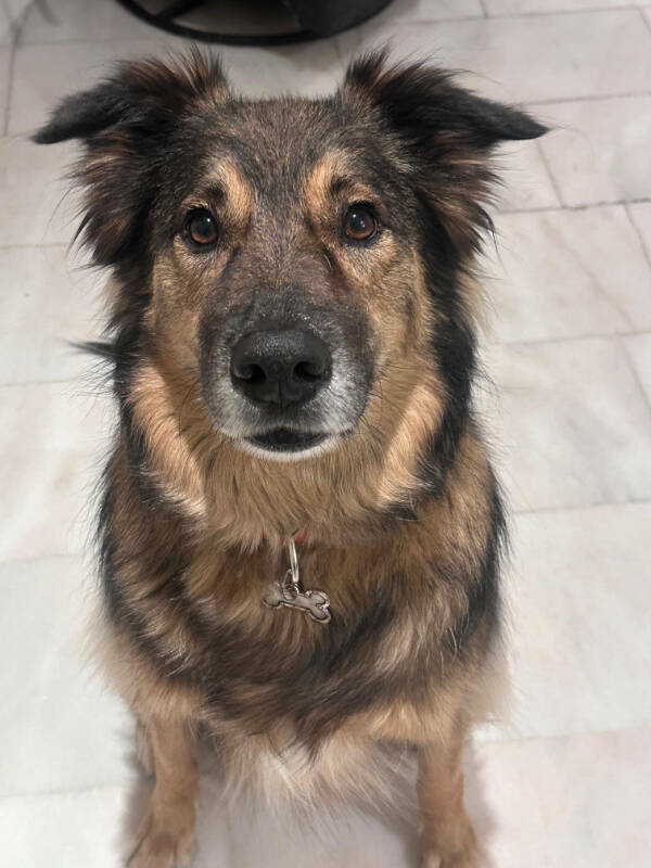 Dogs Are Awesome! Dogs Are Awesome!