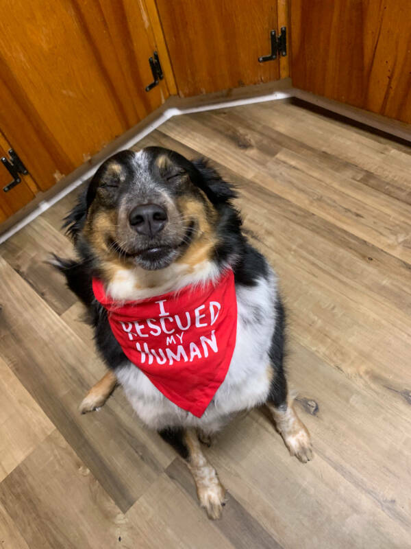 Dogs Are Awesome! Dogs Are Awesome!