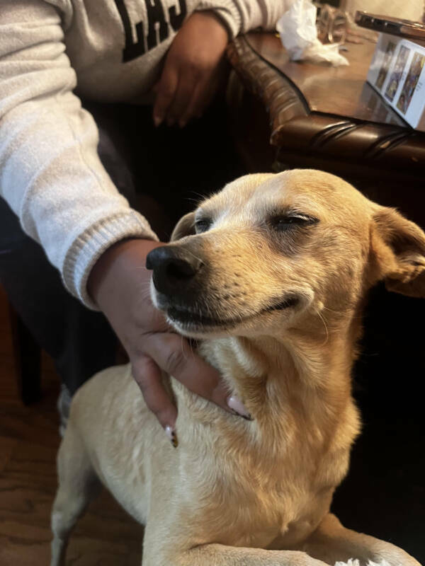 Dogs Are Awesome! Dogs Are Awesome!