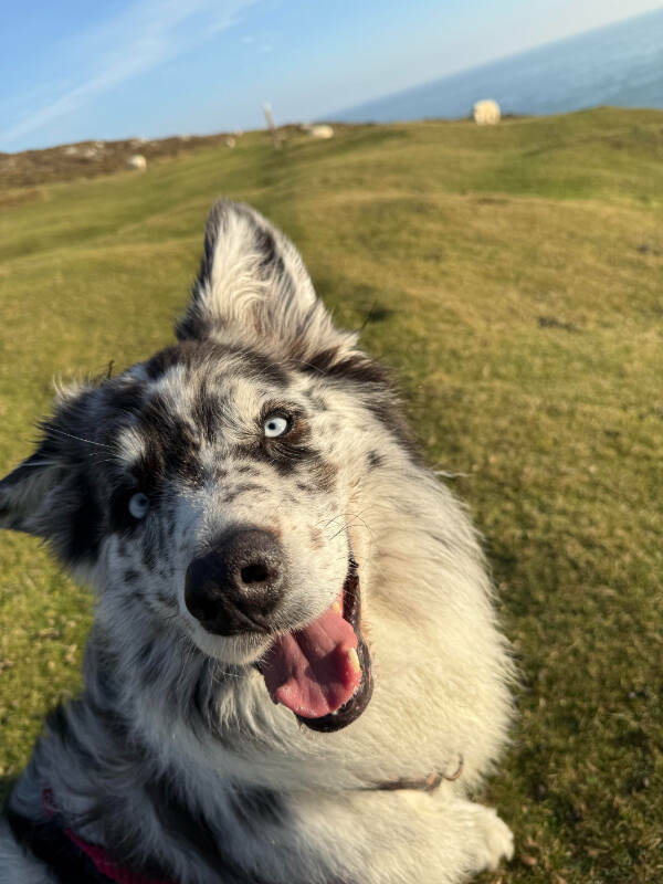 Dogs Are Awesome! Dogs Are Awesome!