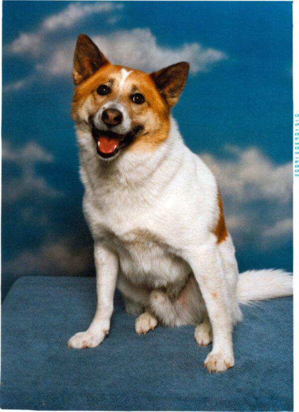 Dogs Are Awesome! Dogs Are Awesome!