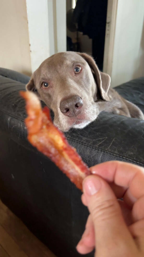 Dogs Are Awesome! Dogs Are Awesome!