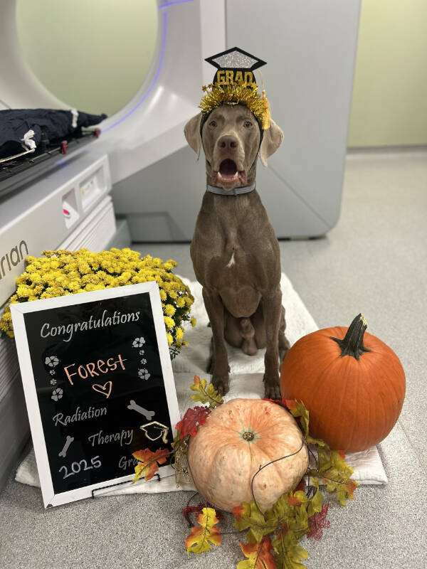 Dogs Are Awesome! Dogs Are Awesome!