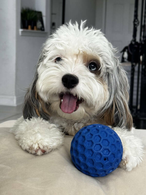 Dogs Are Awesome! Dogs Are Awesome!