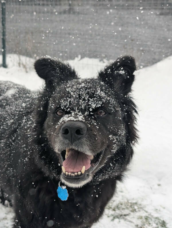 Dogs Are Awesome! Dogs Are Awesome!