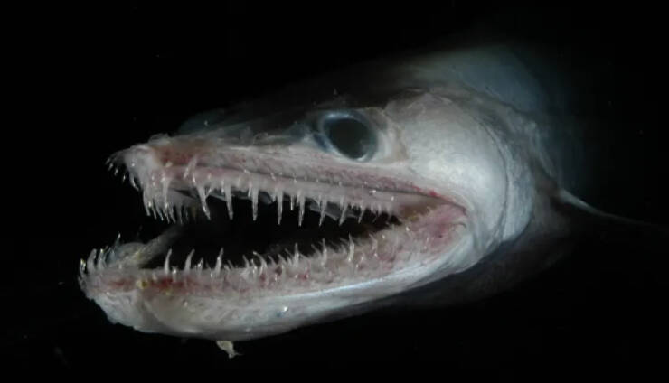 Nightmare Fuel from the Ocean’s Darkest Depths