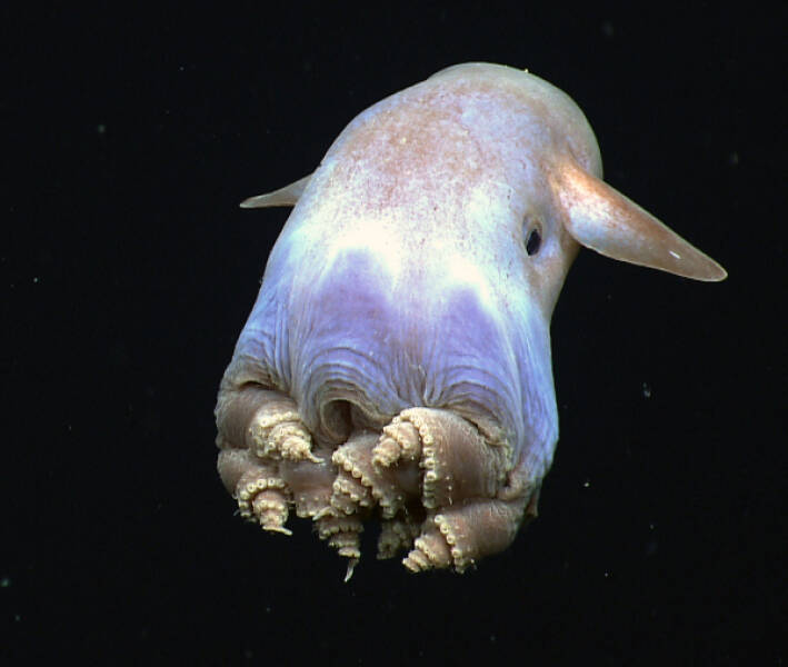 Nightmare Fuel from the Ocean’s Darkest Depths
