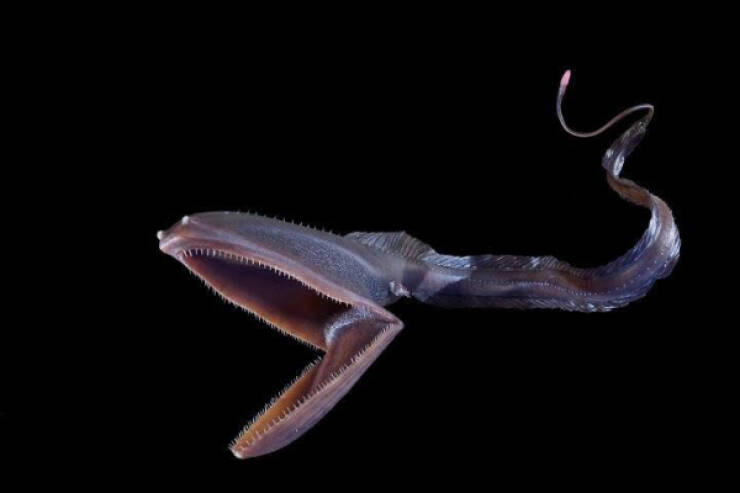 Nightmare Fuel from the Ocean’s Darkest Depths