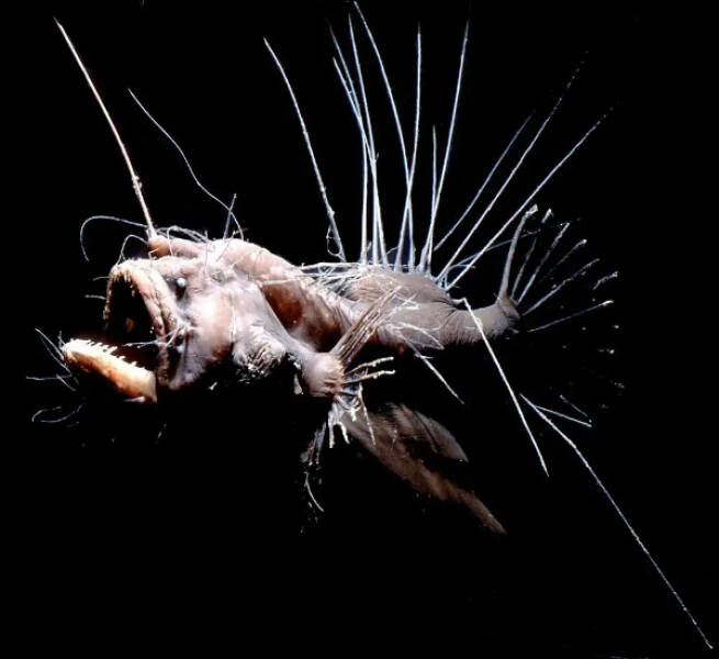 Nightmare Fuel from the Ocean’s Darkest Depths