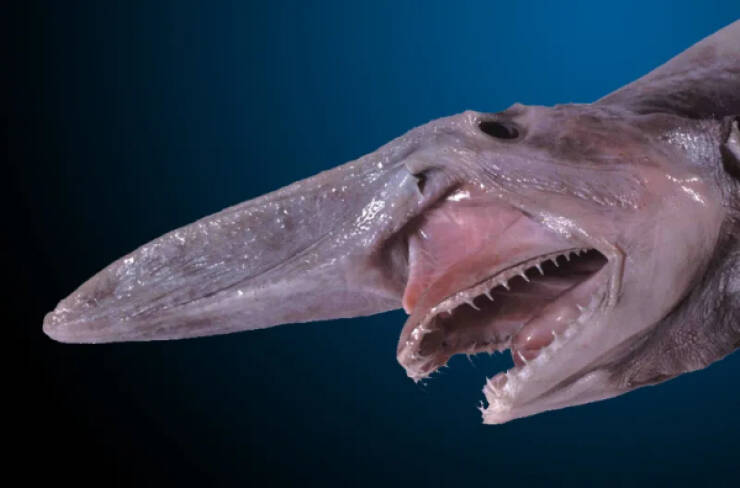 Nightmare Fuel from the Ocean’s Darkest Depths