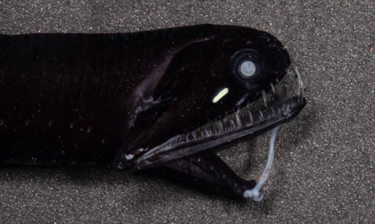 Nightmare Fuel from the Ocean’s Darkest Depths