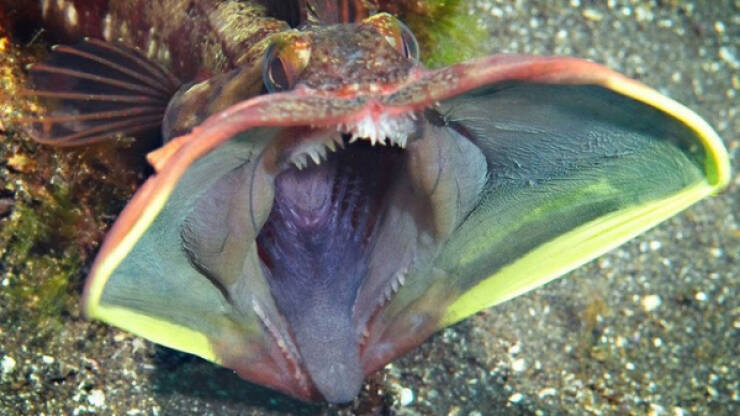 Nightmare Fuel from the Ocean’s Darkest Depths